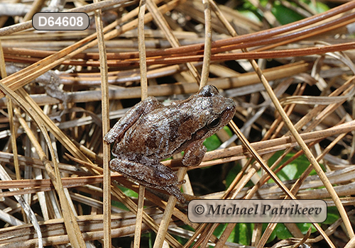 Pine Woods Treefrog (Hyla femoralis)